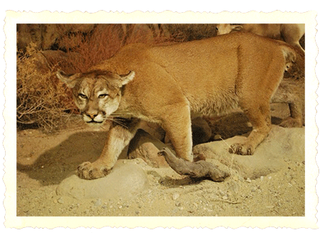 a cougar stalks through our impressive wildlife diorama